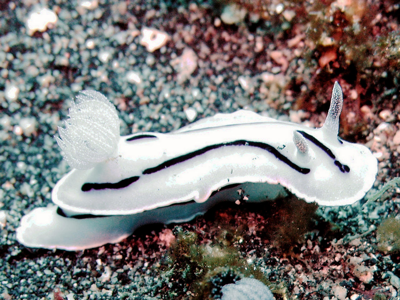 Chromodoris willani